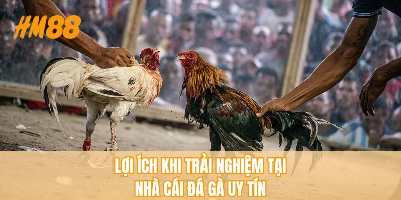 Lợi ích khi chọn trải nghiệm tại nhà cái đá gà uy tín
