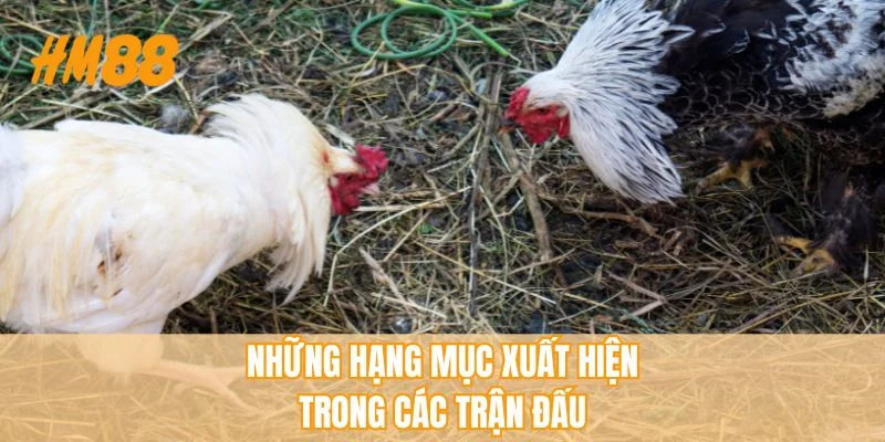 Những hạng mục xuất hiện trong các trận đấu