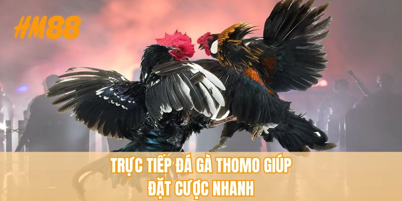 Trực tiếp đá gà Thomo giúp đặt cược nhanh