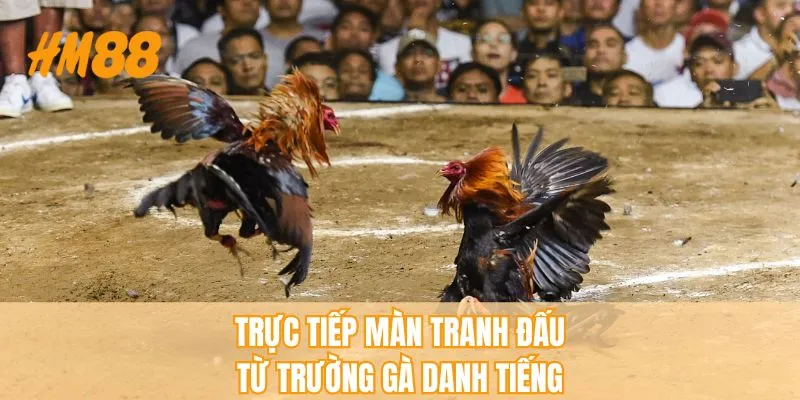Nhà cái đá gà uy tín trực tiếp màn so tài từ trường đấu danh tiếng